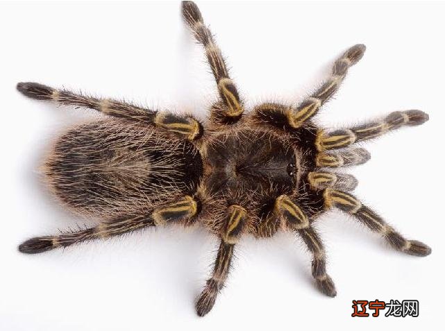 慈世堂：梦见蜘蛛是什么意思男人梦见死蜘蛛