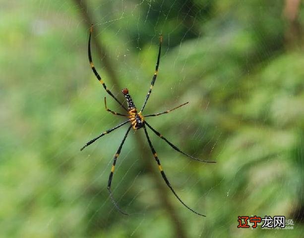 慈世堂：梦见蜘蛛是什么意思男人梦见死蜘蛛
