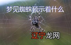 慈世堂：梦见蜘蛛是什么意思男人梦见死蜘蛛