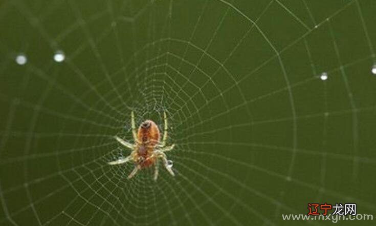 慈世堂：梦见蜘蛛是什么意思男人梦见死蜘蛛