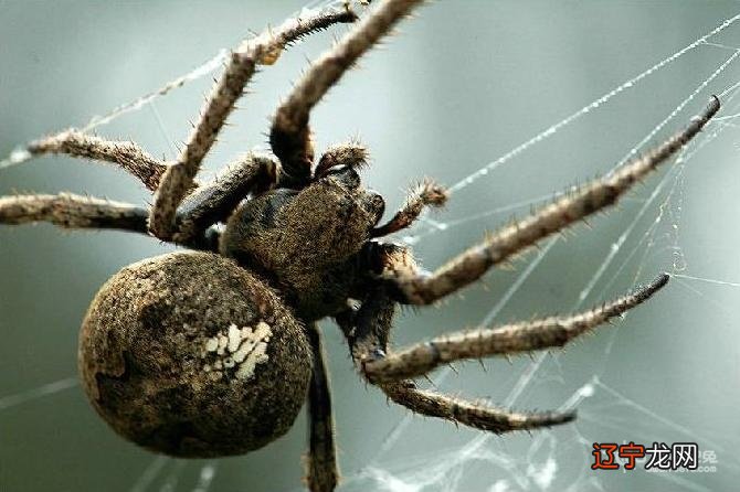 慈世堂：梦见蜘蛛是什么意思男人梦见死蜘蛛