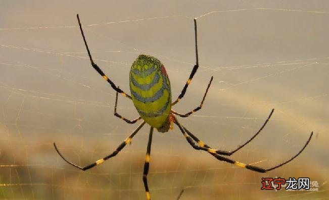 慈世堂：梦见蜘蛛是什么意思男人梦见死蜘蛛