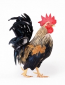 风水堂:鸡年纪年的习俗,你知道吗?