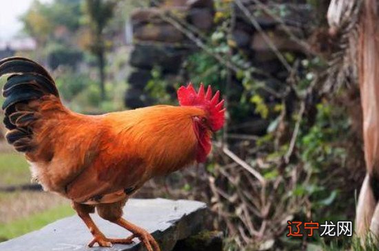 风水堂:鸡年纪年的习俗,你知道吗?