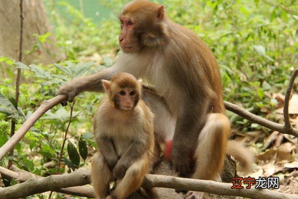 风水堂:属猴的和什么属相
