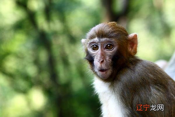 风水堂:属猴的和什么属相