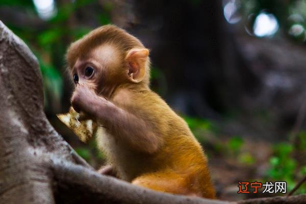 风水堂:属猴的和什么属相