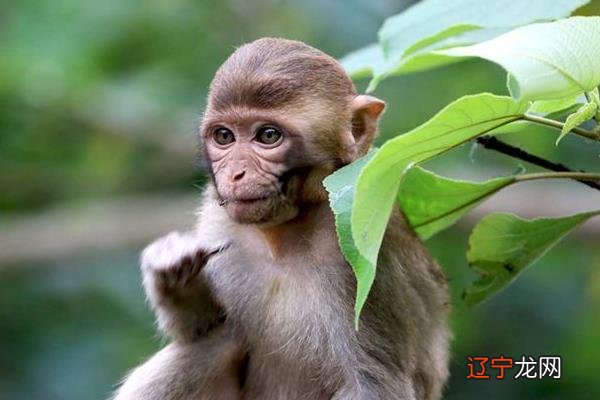 风水堂:属猴的和什么属相