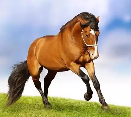 属马马女属羊结婚当天和什么属相相冲,有失主家之礼非是