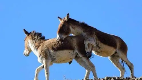 周公解梦大全:梦见驴骡马是什么意思?做梦