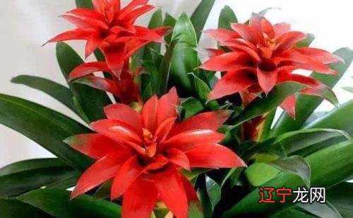 2019年12月29日属鸡运势女性69鸡女女2021年下半年运势