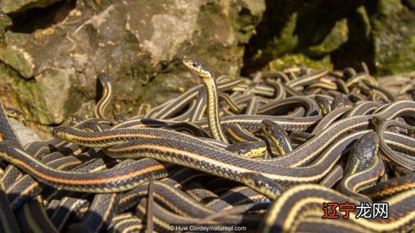 属相配对属蛇的人婚姻与命运——男士篇