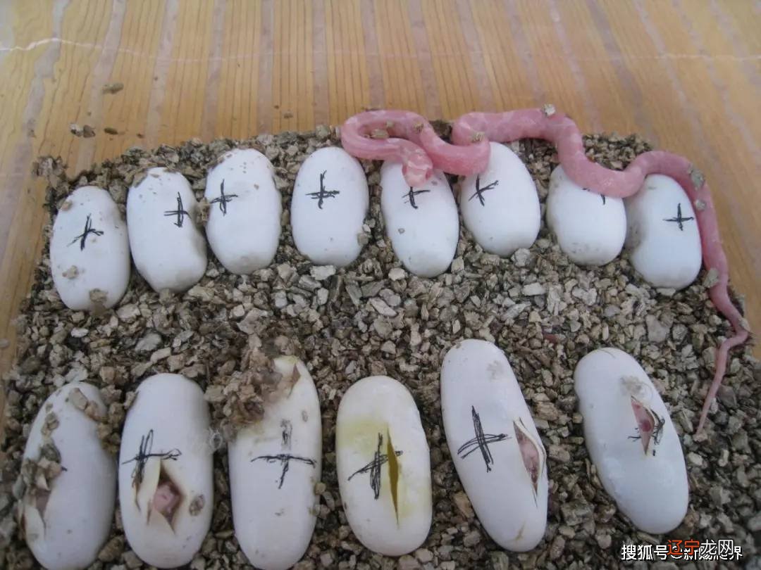 属相配对属蛇的人婚姻与命运——男士篇