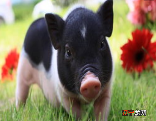 秦阳明：2020年属猪的健康运有什么变化怎么提高健康运