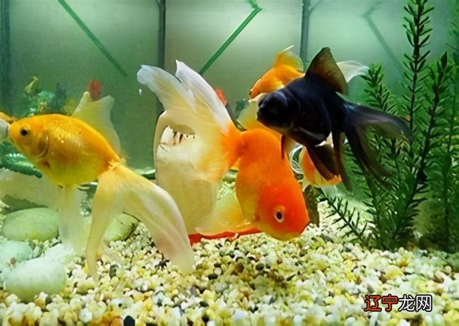 客厅一般养几条鱼的六大禁忌，你知道吗？