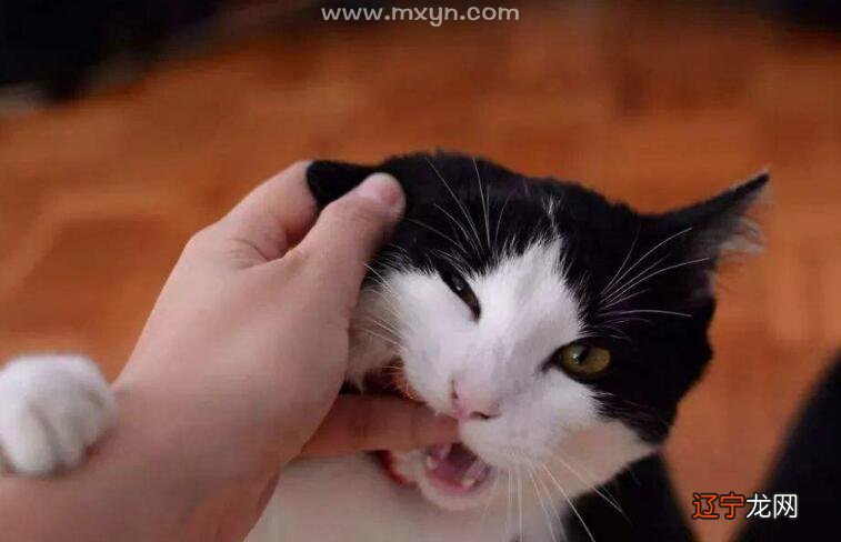 图 女人梦见猫就是凶兆梦见是什么意思?