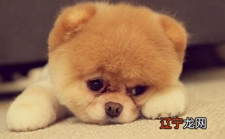 属狗的人如何转运2022-05-07内容导航!