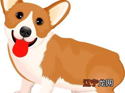 属狗的人如何转运2022-05-07内容导航!