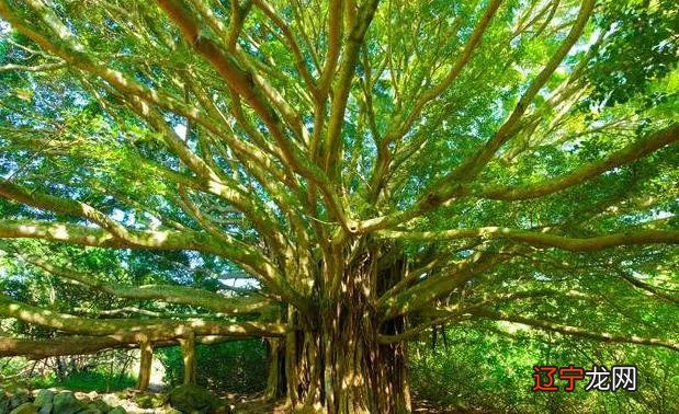 岳飞之“岳陵坟”,树长得太粗,最终会影响棺木