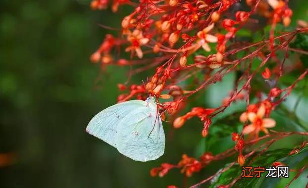 岳飞之“岳陵坟”,树长得太粗,最终会影响棺木