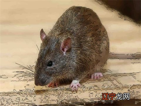 组图 “鸣”鼠年男孩新颖有涵养的名字有哪些