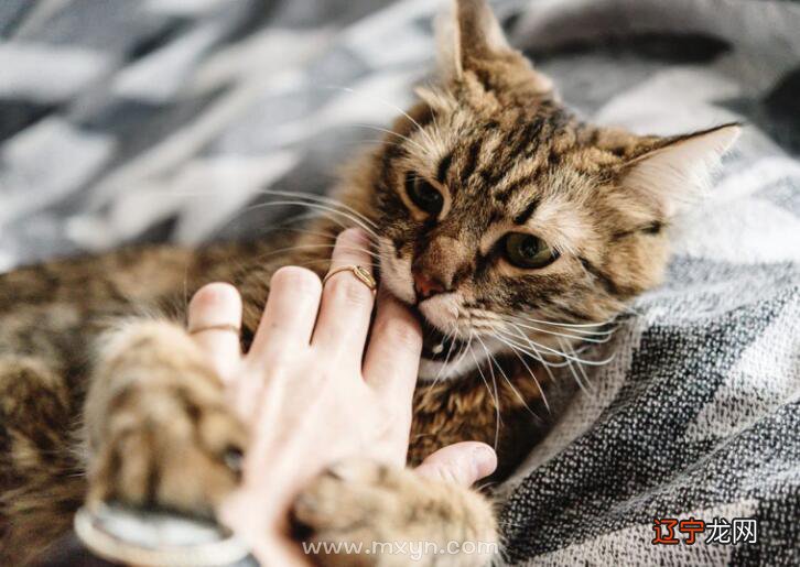 梦见猫爬到膝盖上来梦见打死猫是什么征兆?