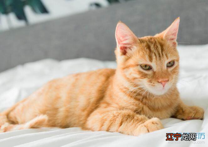 梦见猫爬到膝盖上来梦见打死猫是什么征兆?