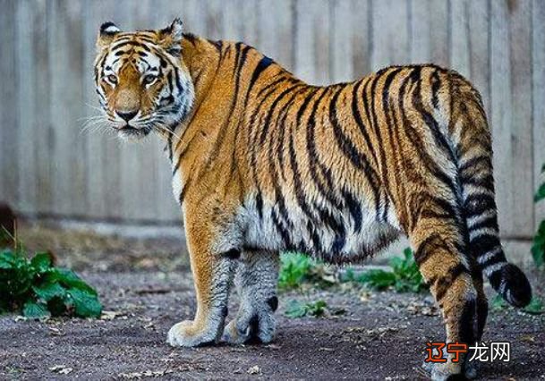 张桉宁:虎宝宝起名宜用字忌用字的分享大全