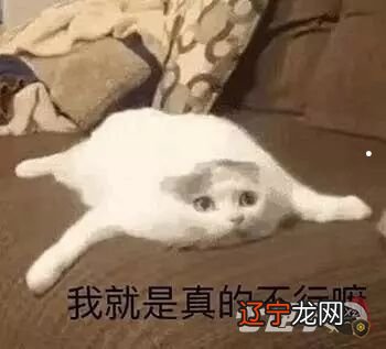 1.梦见家里的猫咪被拔牙了的周公解梦