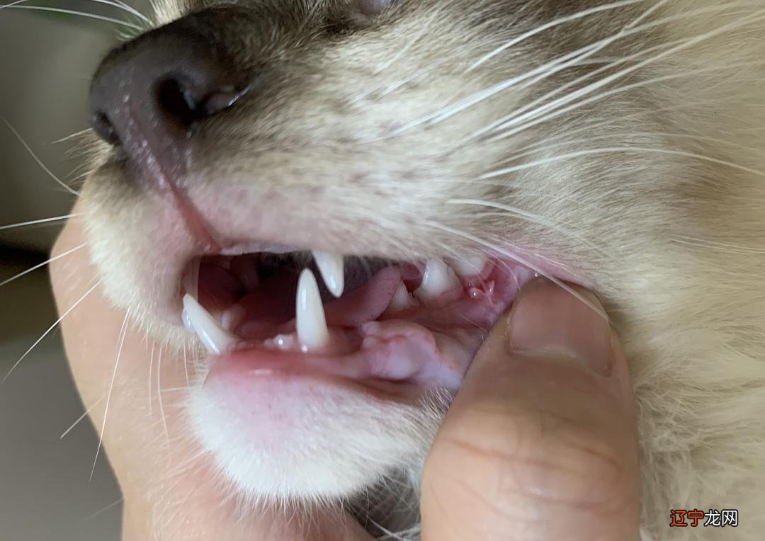 1.梦见家里的猫咪被拔牙了的周公解梦