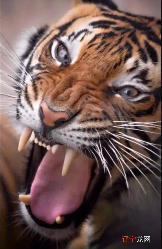 1998属虎的性格详解,看看你是哪种?