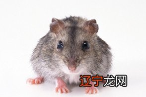 十二生肖排序的由来故事12生肖的排序及故事由来