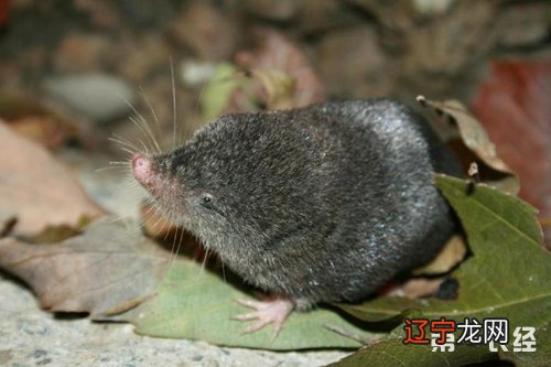 十二生肖排序的由来故事12生肖的排序及故事由来