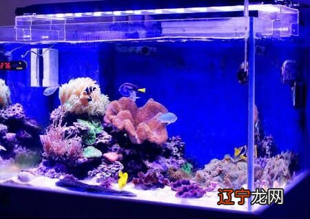 慈世堂:一下养鱼风水讲究