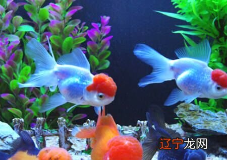 慈世堂:一下养鱼风水讲究