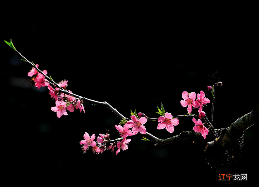 月柱风水堂:农历二月出生的人易惹烂桃花