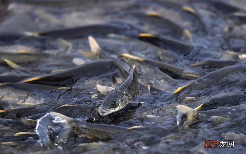 四甲风水堂:梦境里的鱼有时候代表性