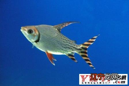 四甲风水堂:梦境里的鱼有时候代表性