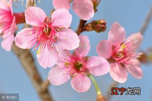 88属龙人最旺的年龄属龙1988年属龙男女年运程运势