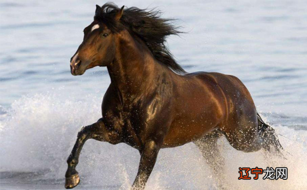 属马生肖2019运势大全_生肖马狮子座在2019年的运势_2019年生肖马运势