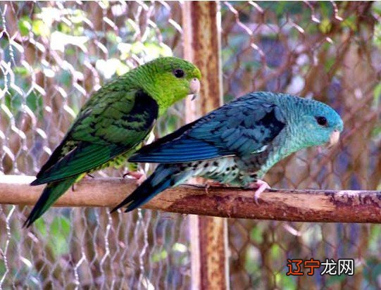 生活小人多属猪人,影响家中气运的3大生肖