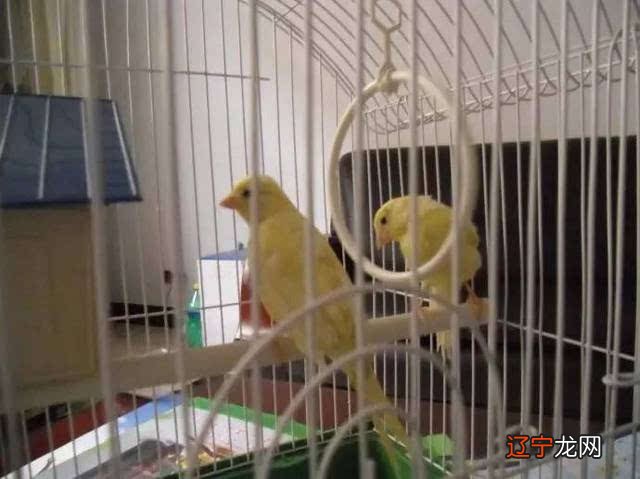 生活小人多属猪人,影响家中气运的3大生肖