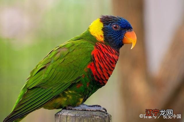 生活小人多属猪人,影响家中气运的3大生肖