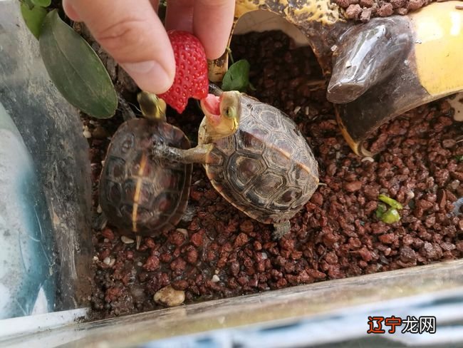 养龟为什么对女人不好,顺便来说说哪些生肖不宜养龟