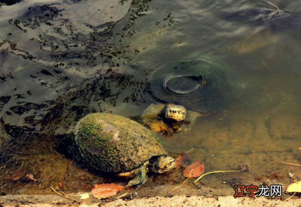 养龟为什么对女人不好,顺便来说说哪些生肖不宜养龟