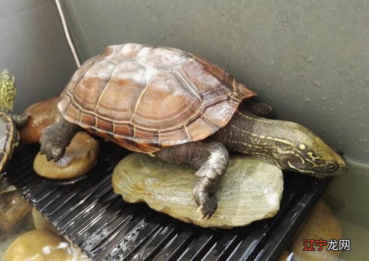 养龟为什么对女人不好,顺便来说说哪些生肖不宜养龟