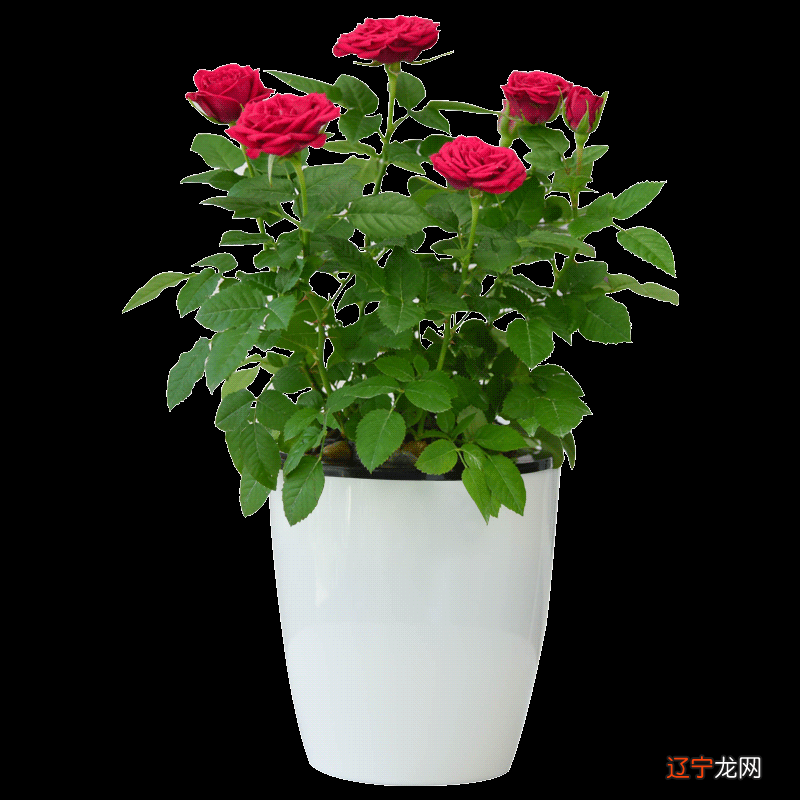 家居风水植物摆放的位置有哪些?你知道吗??