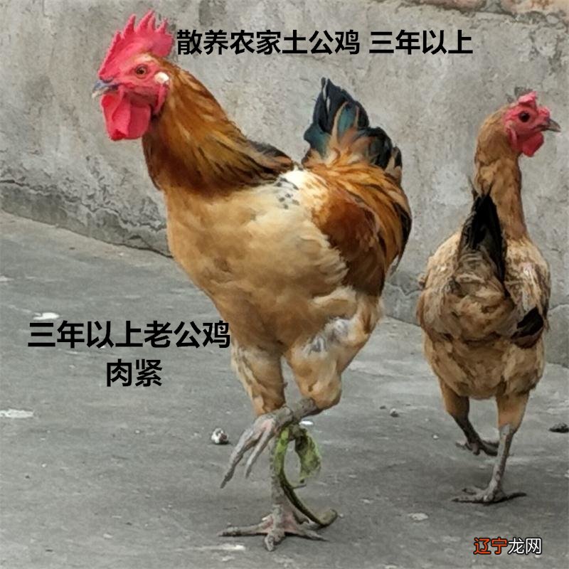 属猪的出生年份_属生肖的出生年份_属羊的出生年份