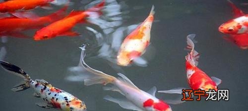 风水鱼是商家炒作吗？挡煞是假的！