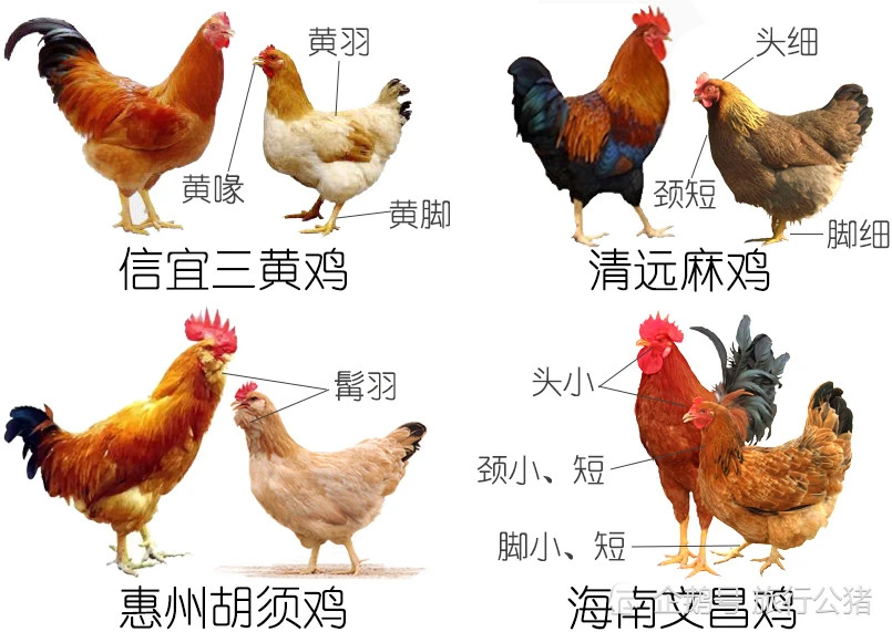 有特别寓意的鸡年女孩名字应该怎么取吗？好听有寓意